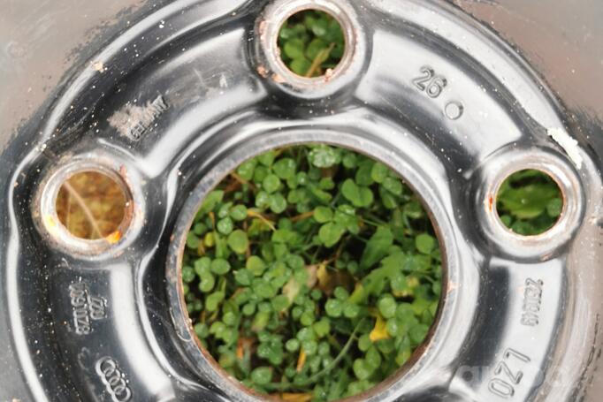 Audi, volkswagen, terasest stantsitud