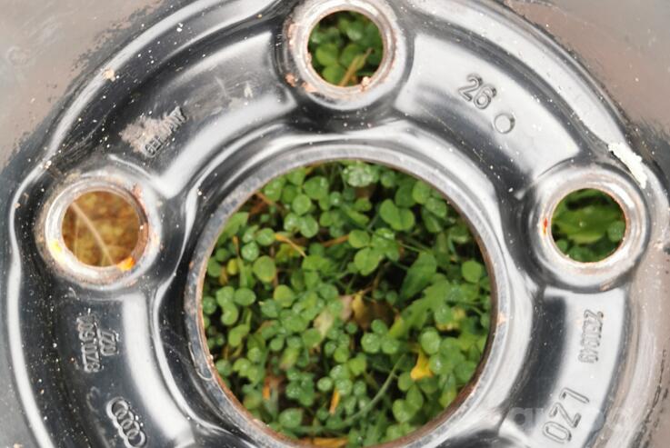 Audi, volkswagen, terasest stantsitud